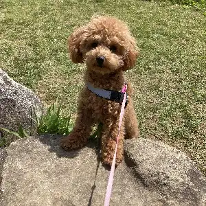 動物法務 [窪田史穂行政書士事務所]